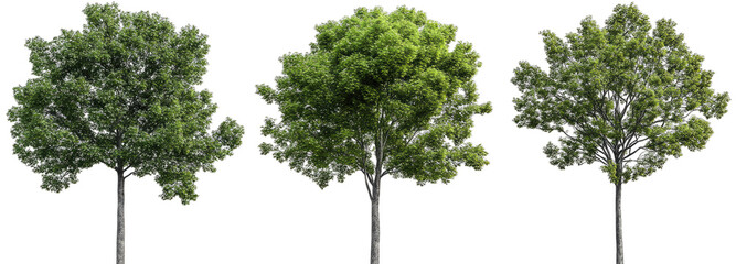 Three Lush Green Trees With A Transparent Background