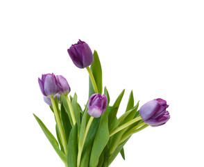 Purple tulips isolated on a pure white background 