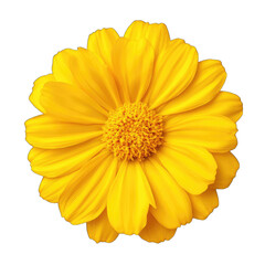 Obraz premium A Vibrant Yellow Daisy Flower With Delicate Petals And A Bright Yellow Center Isolated On A Transparent Background