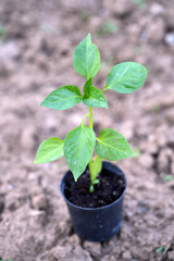 young plant in a pot