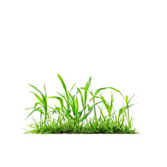 Fototapeta premium Lush Green Grass Patch Isolated on Transparent Background