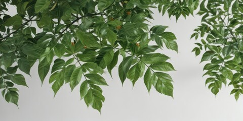 Lush green leaves, sharp focus, pure white background,  summer,  design