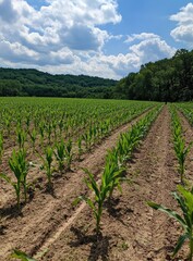 Lush cornfield rows stretch across a sun-drenched landscape, with a backdrop of rolling hills and woodland