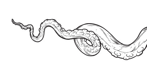 Tentacles of octopus, vector hand drawn collection of illustrations. Black and white engraving style drawings. Tentacle straight and with rings in different angles.