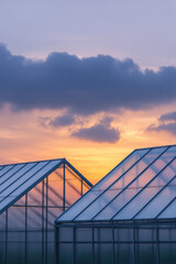 Two greenhouses with glass roofs stand under a colorful sunset sky with clouds. Greenhouse architecture at sunset