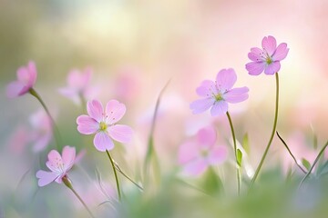 Fototapeta premium Delicate pink flowers in soft focus
