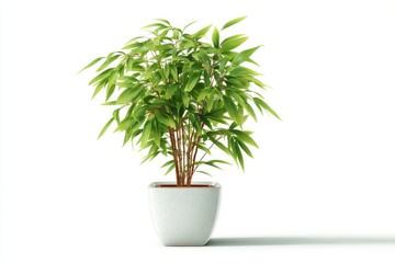 Fototapeta premium Potted Plant with Lush Green Leaves in a Modern Pot Ideal for Home Decor and Indoor Gardening