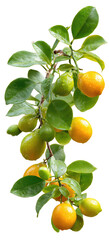 Lemon Branch with Large Yellow Ripe and Green Unripe Lemons on Transparent Background

