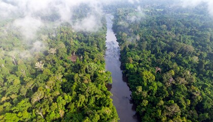 River winding through a dense jungle, fog gently hanging above the lush tree canopy