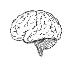 human brain isolated on white