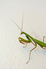 Green praying mantis on a white wall