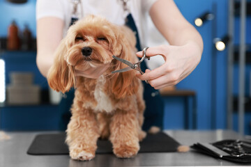 Woman cutting dog's hair with scissors indoors, closeup. Pet grooming
