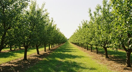 Obraz premium Rows of Lush Green Trees in a Sunny Orchard
