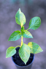 pepper seedling
