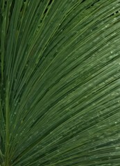 Deep green palm leaf surface, visible fibers, sunlight dappled ,  tropical foliage,  tropical