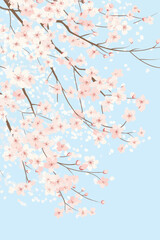 Delicate spring cherry blossom vector illustration with branches and petals over pale blue background