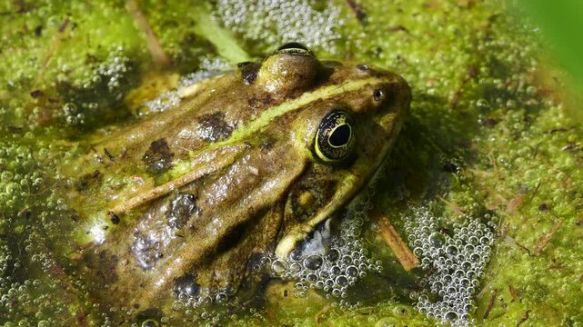Close-up of a frog partially submerged in algae-covered water, blending seamlessly into environment