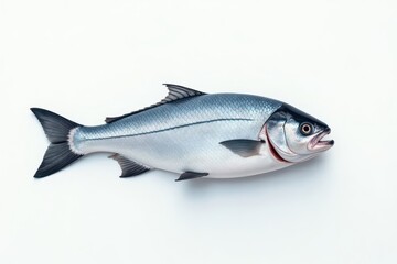 Obraz premium Single Fresh Fish on White Background, Ideal for Culinary and Seafood Themes