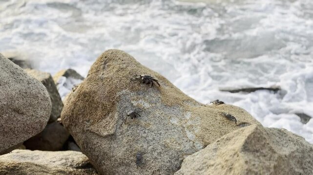 cangrejos en piedras a la orilla del mar