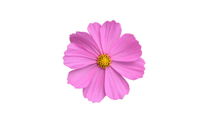 Isolated cosmos flower head blooming with clipping paths.