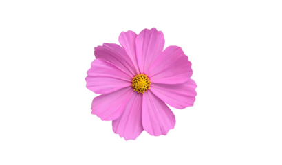Isolated cosmos flower head blooming with clipping paths.