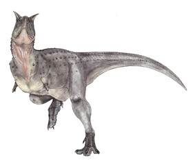 白亜紀後期南米大陸に生息した大型肉食恐竜カルノタウルスの正面を向いた頭部を描いた想像図