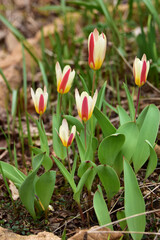 庭の二色のミニチューリップ