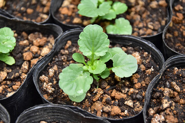 パンジーの種まき苗