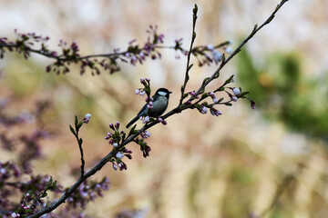 つぼみのついた桜に止まるシジュウカラ