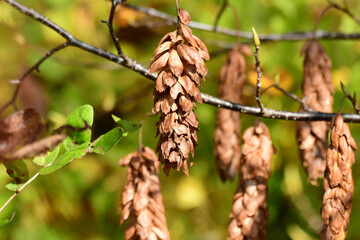 垂れ下がるサワシバの実