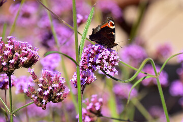 バーベナの蜜を吸うクジャクチョウ