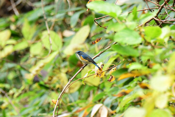 秋の山のルリビタキのオス