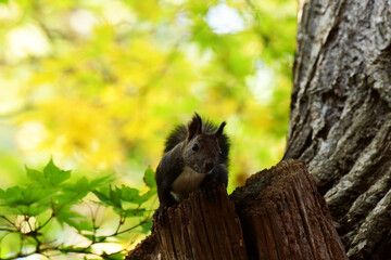 秋の森の人懐こいエゾリス