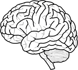 Outline illustration of a human brain in black and white  