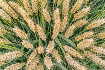 Aerial view of a lush green wheat field stretching the horizon.