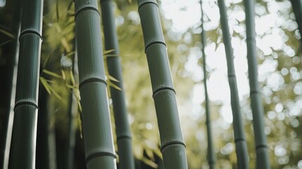 Close-up view of numerous bamboo stalks in a dense forest.
