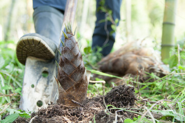 竹の子掘り