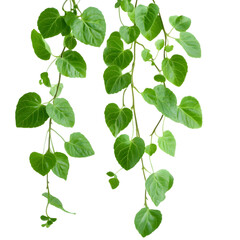 Heart shaped green variegated leave hanging vine plant bush of devil’s ivy or golden pothos. Ai Generated Images