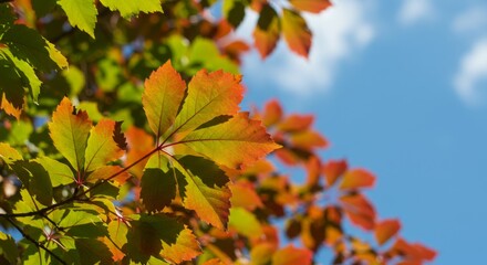 Fototapeta premium Autumn Leaves Against Blue Sky