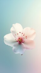 Fototapeta premium pink cherry blossom