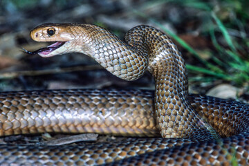 Highly venomous Australian Eastern Brown Snake