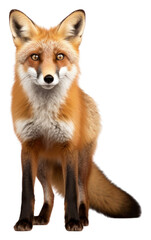Fototapeta premium PNG Fox wildlife standing animal.