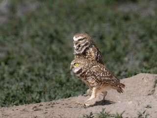 Burrowing Owl