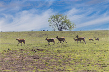Herd of Mule Deer
