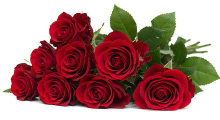 Obraz premium Buquê de rosas vermelhas - fundo branco