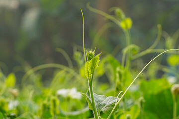 Bottle gourd or calabash vine, stem and leaves	