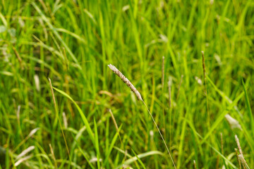 Cogon grass field with its flowers 