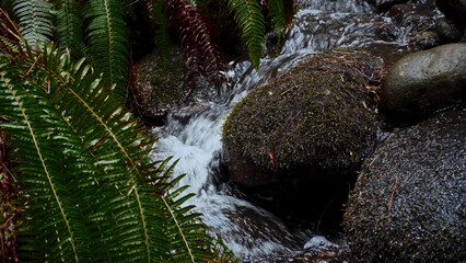 Small waterfall flowing through mossy rocks surrounded by ferns in a lush green forest