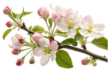 Naklejka premium Apple tree branch with pink and white blooming flower buds in spring isolated on white or transparent png background