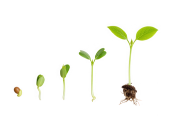 Plant growth stages isolated on transparent background